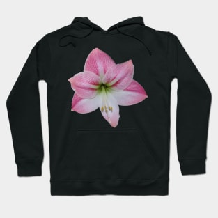 Pink Amaryllis Hoodie